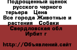 Подрощенный щенок русского черного терьера › Цена ­ 35 000 - Все города Животные и растения » Собаки   . Свердловская обл.,Ирбит г.